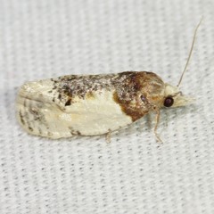 Henricus edwardsiana