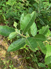 Salix humilis