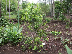 Pimenta racemosa