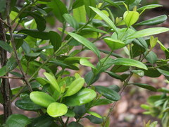 Pimenta racemosa