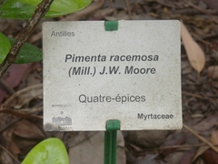 Pimenta racemosa