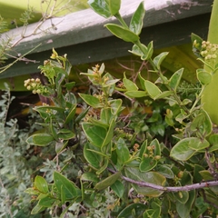 Pellitory (Rhoiacarpos capensis)