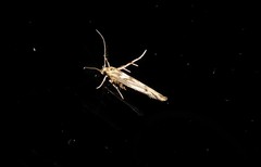 Stathmopoda plumbiflua