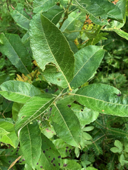 Salix humilis