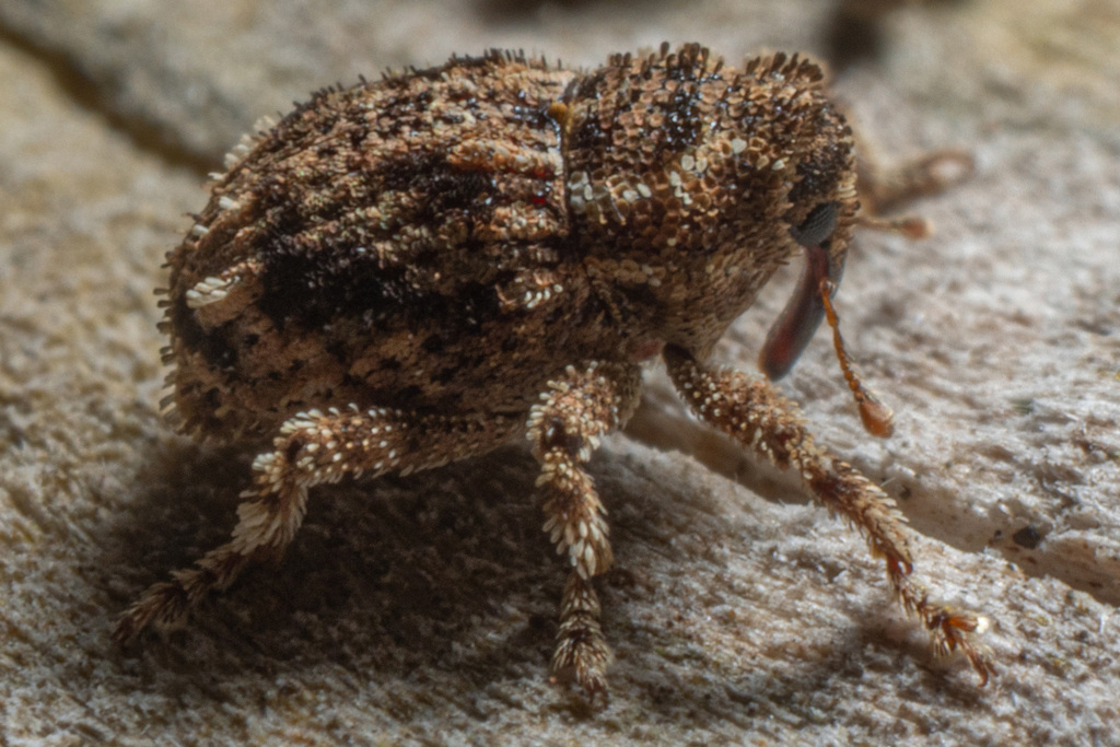 Didymus impexus