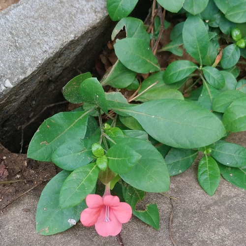Image of Barleria repens by (c) Henry de Lange, some rights reserved (CC BY)