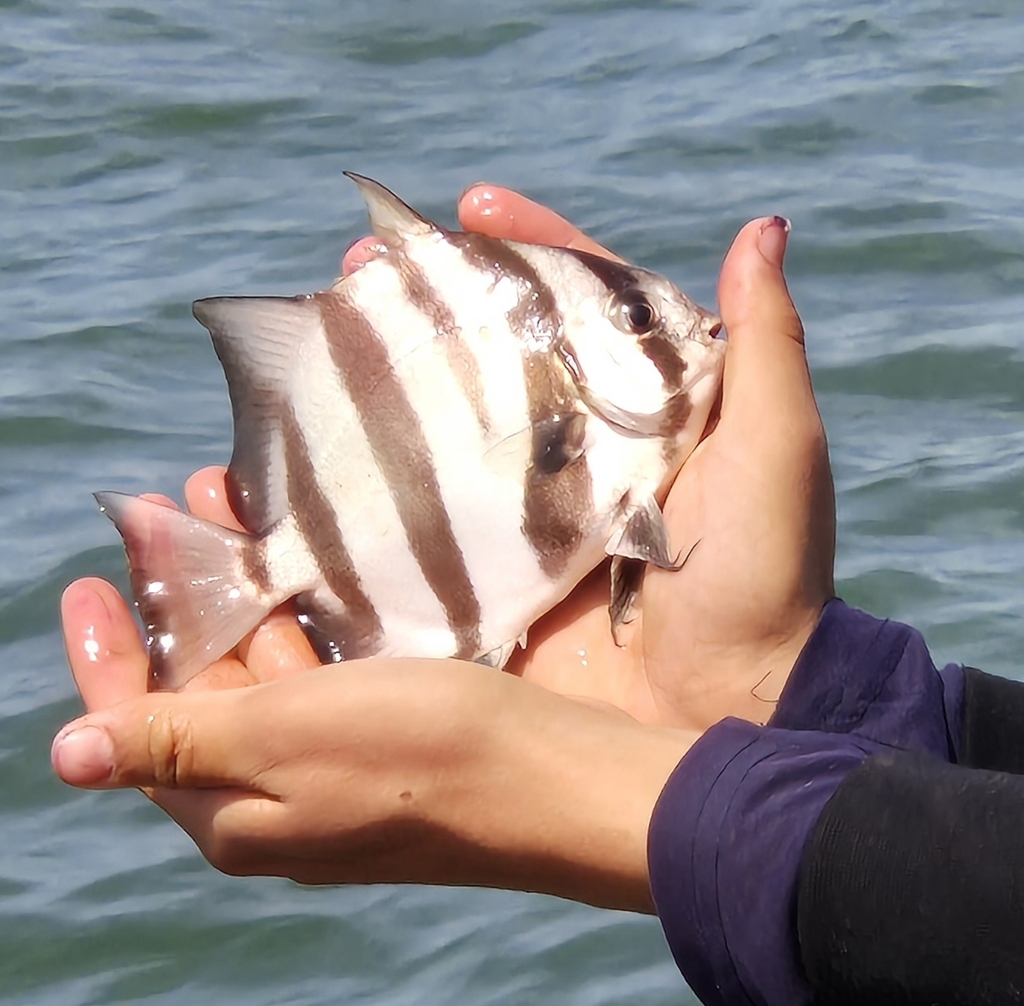 Pacifische schopvis (Chaetodipterus zonatus) — Ephippidae