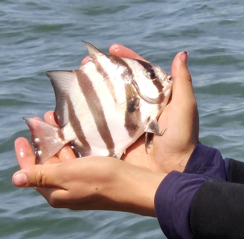 Pacific spadefish (Chaetodipterus zonatus) — Ephippidae