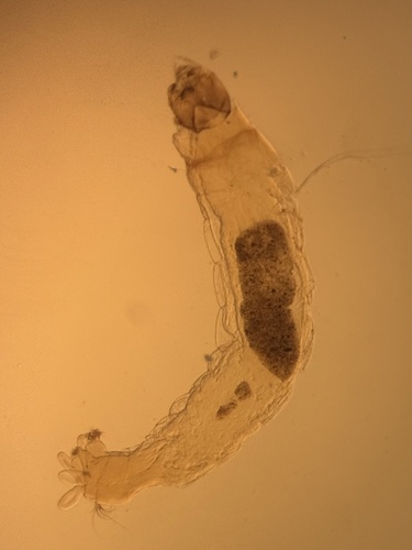 Rheotanytarsus pellucidus