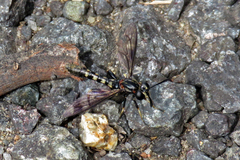 Diochlistus gracilis