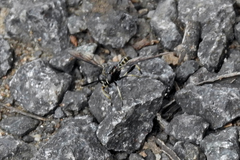 Diochlistus gracilis