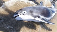 Lagenorhynchus albirostris