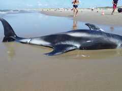 Lagenorhynchus albirostris