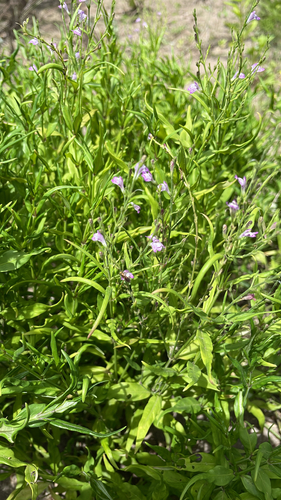Anador