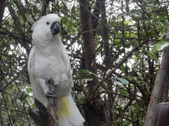 Cacatua alba