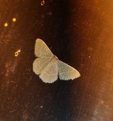 Phaiogramma etruscaria
