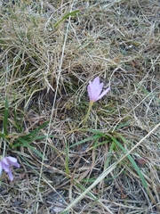 Colchicum autumnale