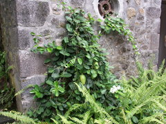 Stephanotis floribunda