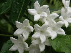 Stephanotis floribunda
