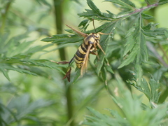 Sesia apiformis