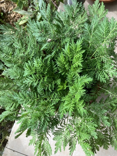Artemisia annua iNat (3)