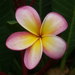 Plumeria rubra rubra - Photo (c) Jean-Philippe BASUYAUX, some rights reserved (CC BY-NC), uploaded by Jean-Philippe BASUYAUX