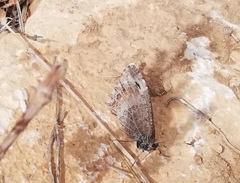 Hipparchia statilinus