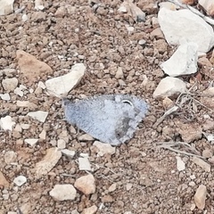 Hipparchia statilinus