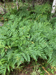 Pteridium aquilinum