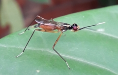 Rainieria