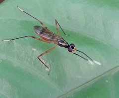 Rainieria