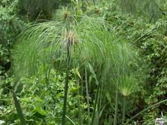 Cyperus papyrus