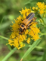 Chauliognathus pensylvanicus