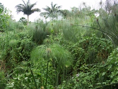 Cyperus papyrus