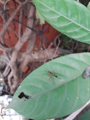 Rainieria