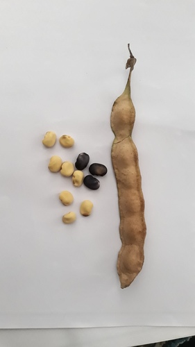 Bean Trefoil