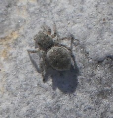 Attulus distinguendus