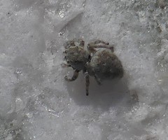 Attulus distinguendus