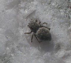 Attulus distinguendus