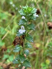 Euphrasia nemorosa