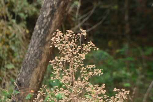 Image of Laggera crispata by no rights reserved