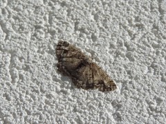 Paradarisa consonaria