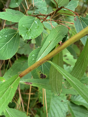 Solidago gigantea