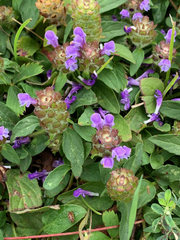 Prunella vulgaris