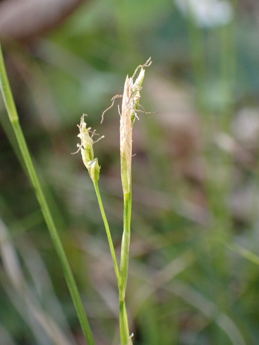 Image of Carex alba by (c) Milan Chytrý, some rights reserved (CC BY)