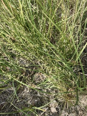 Deschampsia cespitosa glauca