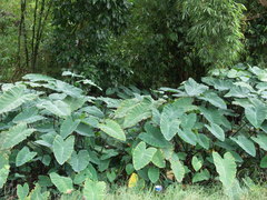Colocasia esculenta