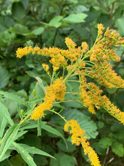 Solidago gigantea
