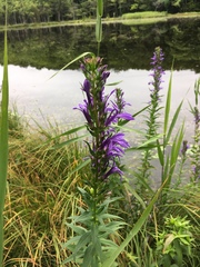 Lobelia sessilifolia