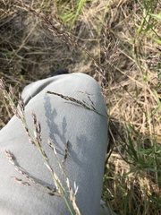 Arctagrostis latifolia